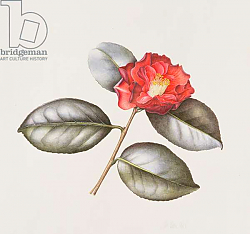 Постер Эден Маргарет (совр) Camelia Japonica 'Adolphe Anderson', 1996 Постер Эден Маргарет (совр) Camelia Japonica 'Adolphe Anderson', 1996