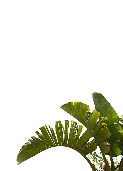 Постер Три пальмовых листа