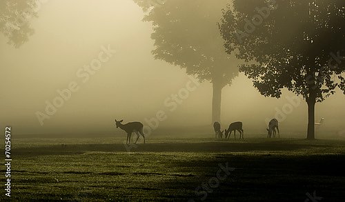 Силуэты оленей туманным утром на лугу