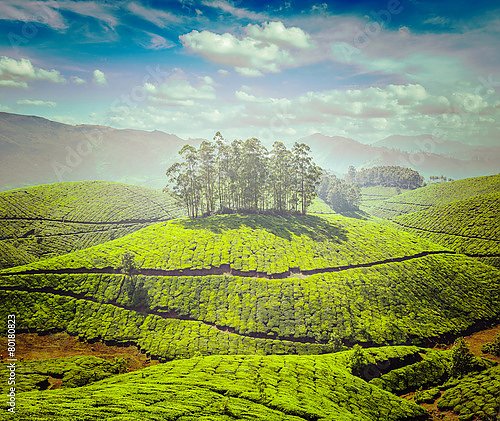 Чайные плантации в Индии 6