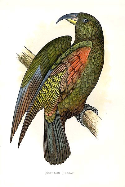 Kea or Mountain Parrot
