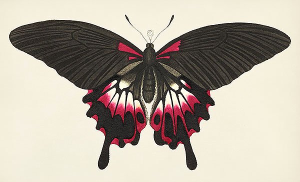 Коричневая бабочка или Великая сумеречная бабочка с ласточкиным хвостом 