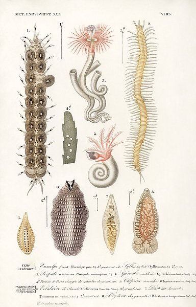 Различные виды морских обитателей