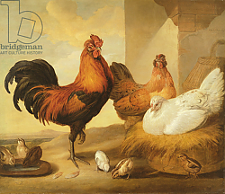 Постер Барлоу Франсис Domestic Cock, Hens and Chicks, 1655 Постер Барлоу Франсис Domestic Cock, Hens and Chicks, 1655