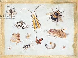 Постер Кессель Ян A Study of Butterflies and other Insects Постер Кессель Ян A Study of Butterflies and other Insects
