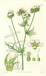 Постер Curtis Ботаника №15