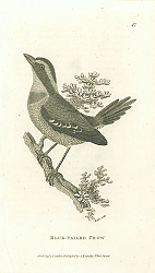 Постер Blue-Tailed Crow