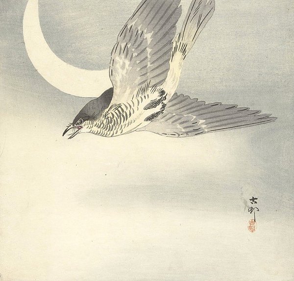Cuckoo at crescent moon