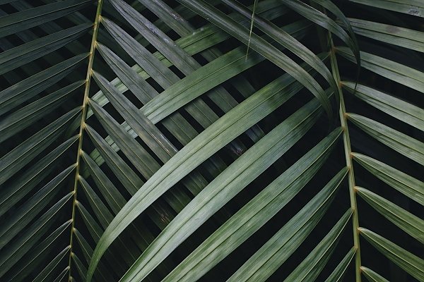Два зеленых пальмовых листа