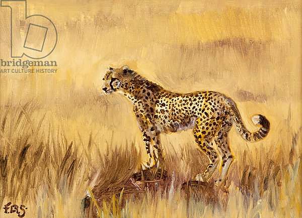 Cheetah in grass 1, 2013,