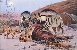Постер Кунер Вильгельм Striped Hyena and Jackal, from Wildlife of the World published by Frederick Warne & Co, c.1900 Постер Кунер Вильгельм Striped Hyena and Jackal, from Wildlife of the World published by Frederick Warne & Co, c.1900