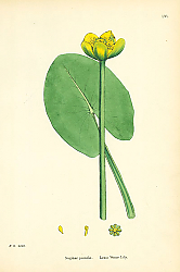 Постер Nuphar pumila. Least Water Lily