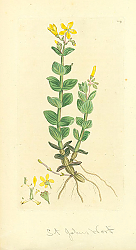 Постер Sowerby Ботаника №23