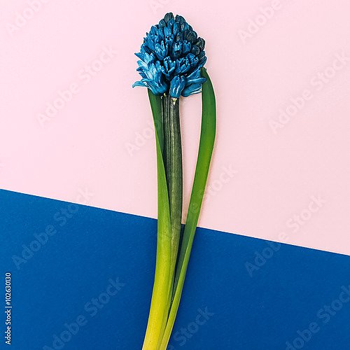 Синий цветок на сине-розовом фоне