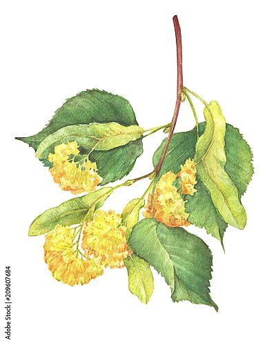 Ветвь с желтыми цветками липы