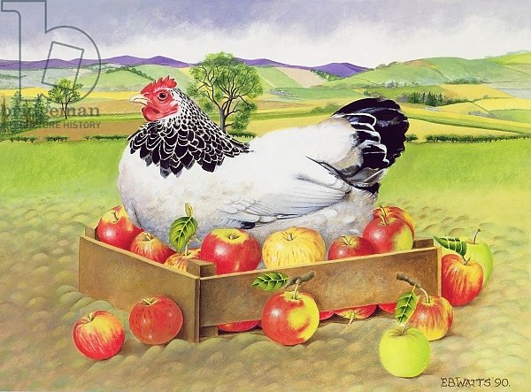 Hen in a Box of Apples, 1990