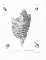 Черно-белое