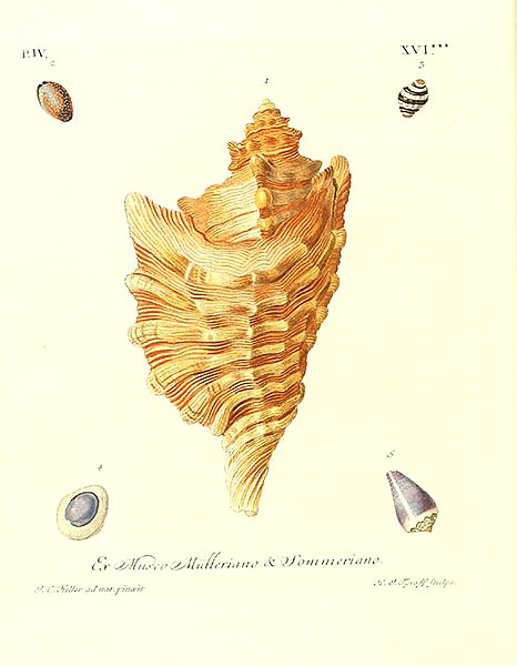 Морские раковины 105