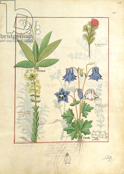 Ms Fr. Fv VI #1 fol.135r Illustration from 'The Book of Simple Medicines'