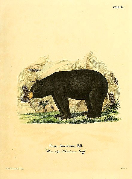Медведь Ursus niger Americanus