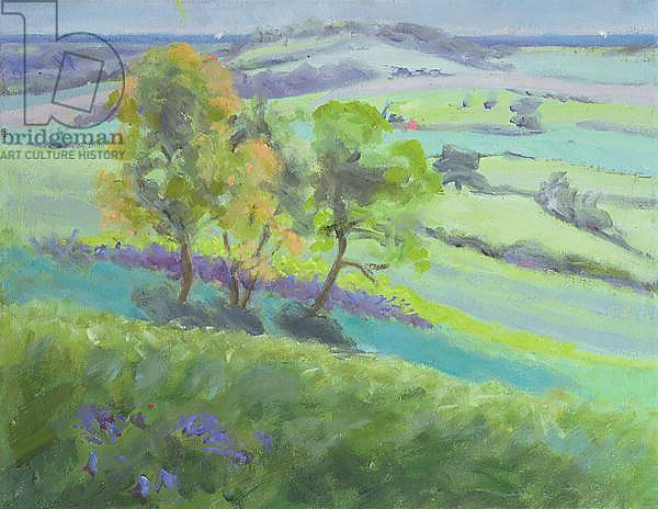 Towards Winchelsea, Sussex, with Bluebells in Spring
