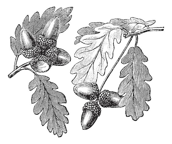 English Oak vintage engraving
