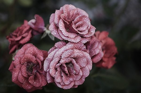 Пять розовых роз