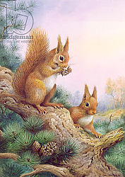 Постер Даннер Карл (совр) Pair of Red Squirrels on a Scottish Pine Постер Даннер Карл (совр) Pair of Red Squirrels on a Scottish Pine