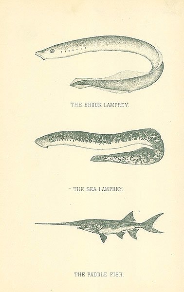 The Brook Lamprey, The Sea Lamprey, The Paddle Fish 1