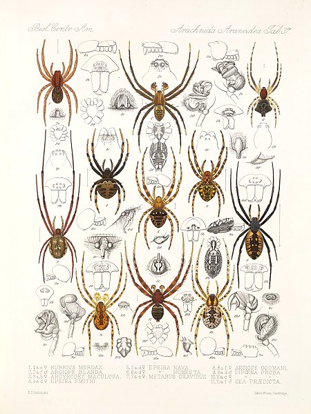 Arachnida Araneidea Pl 37