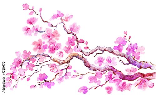 Розовая ветка сакуры на белом фоне