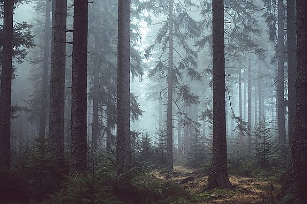 Туманный сосновый лес