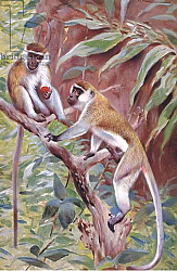 Постер Кунер Вильгельм Green Monkey, illustration from'Wildlife of the World', c.1910 Постер Кунер Вильгельм Green Monkey, illustration from'Wildlife of the World', c.1910