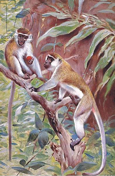 Green Monkey, illustration from'Wildlife of the World', c.1910