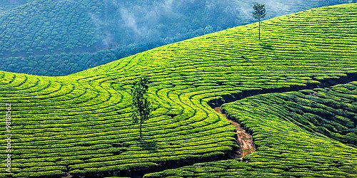 Зеленые чайные плантации, Муннар, Керала, Индия
