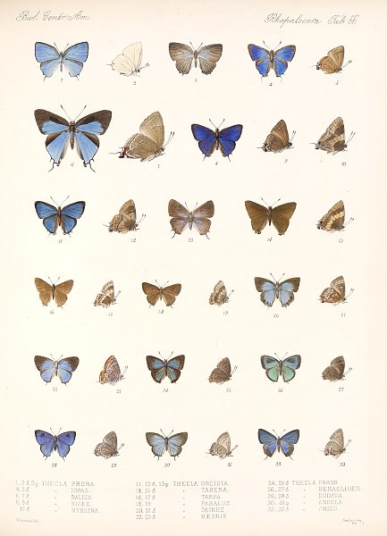 Insecta Lepidoptera-Rhopalocera Pl 057