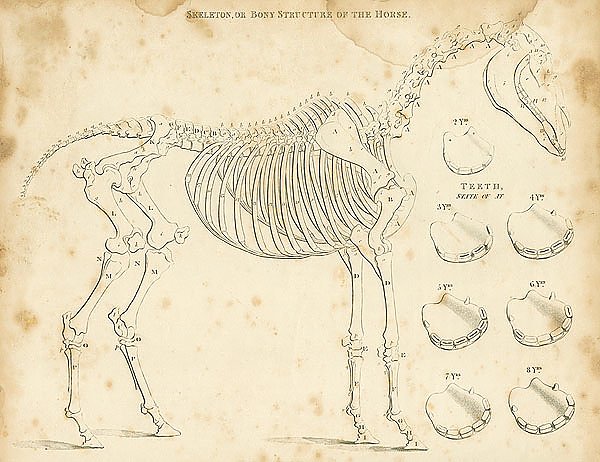 Скелет или костная структура лошади