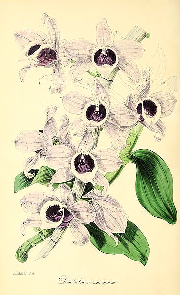 Dendrobium Anosmum