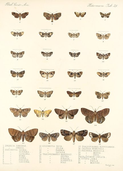 Insecta Lepidoptera-Heterocera Pl 029