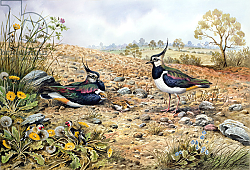 Постер Даннер Карл (совр) Lapwing Family with Goldfinches Постер Даннер Карл (совр) Lapwing Family with Goldfinches