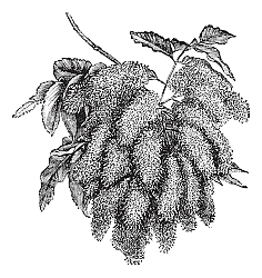 Постер Fraxinus ornus or Flowering Ash vintage engraving Постер Fraxinus ornus or Flowering Ash vintage engraving