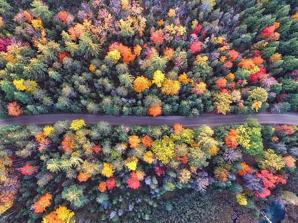 Дорога в красочном осеннем лесу