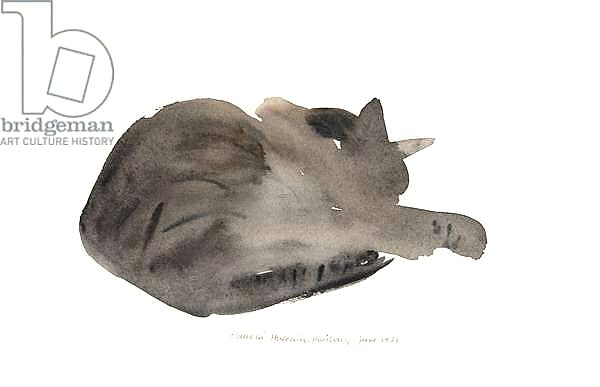 Sleeping cat, 1985