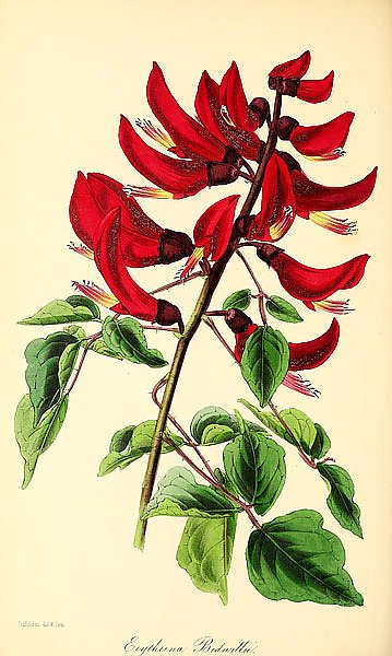 Erythrina Bidwillii
