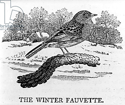 Постер Бевик Томас The Winter Fauvette, illustration from 'The History of British Birds' 1797 Постер Бевик Томас The Winter Fauvette, illustration from 'The History of British Birds' 1797