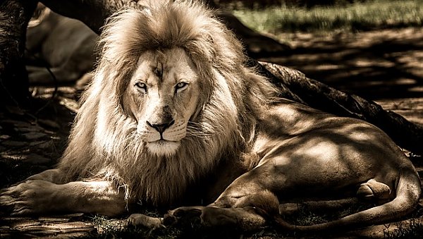 Отдыхающий в тени лев