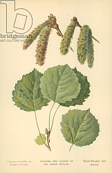 Постер Бут Вильям (последователи, ботаника) Catkins and Leaves of the Aspen Poplar Постер Бут Вильям (последователи, ботаника) Catkins and Leaves of the Aspen Poplar