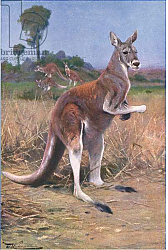 Постер Кунер Вильгельм Red Kangaroo, illustration from'Wildlife of the World', c.1910 Постер Кунер Вильгельм Red Kangaroo, illustration from'Wildlife of the World', c.1910