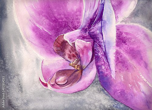 Розовый цветок орхидеи с небольшой каплей воды
