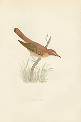 Постер Marsh Warbler 1